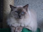 Chovatelska stanice ps�: FLOPPY CAT, CZ